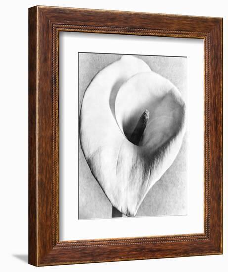 Calla Lily, Mexico City, 1925-Tina Modotti-Framed Giclee Print