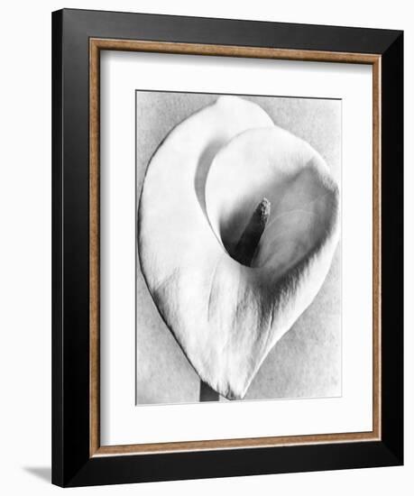 Calla Lily, Mexico City, 1925-Tina Modotti-Framed Giclee Print