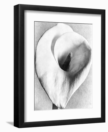 Calla Lily, Mexico City, 1925-Tina Modotti-Framed Giclee Print