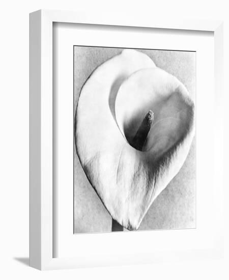 Calla Lily, Mexico City, 1925-Tina Modotti-Framed Giclee Print