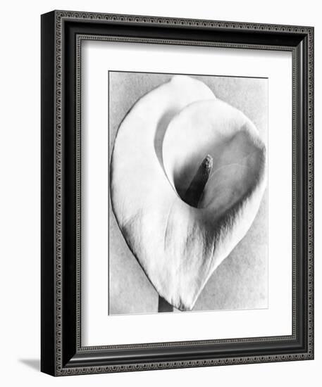 Calla Lily, Mexico City, 1925-Tina Modotti-Framed Giclee Print