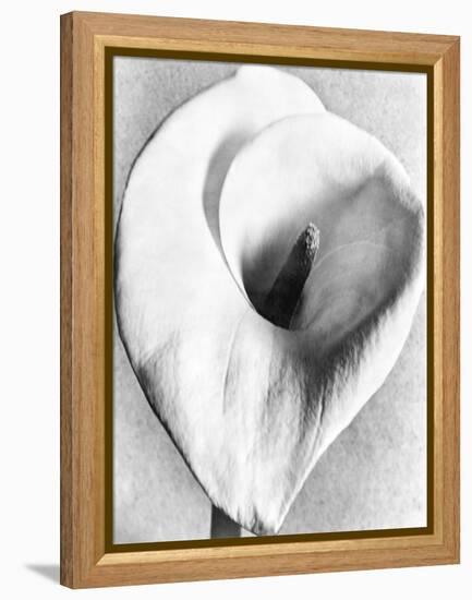 Calla Lily, Mexico City, 1925-Tina Modotti-Framed Premier Image Canvas