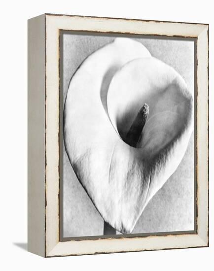 Calla Lily, Mexico City, 1925-Tina Modotti-Framed Premier Image Canvas