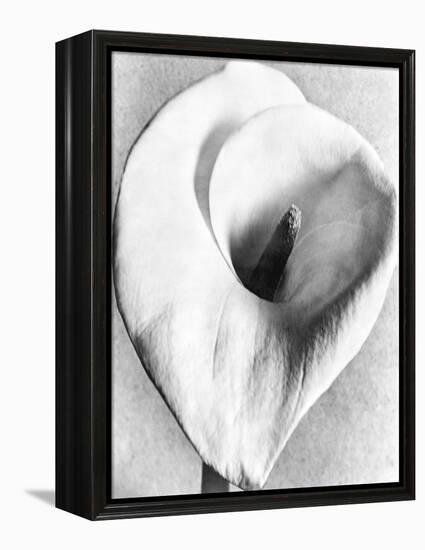 Calla Lily, Mexico City, 1925-Tina Modotti-Framed Premier Image Canvas