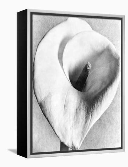 Calla Lily, Mexico City, 1925-Tina Modotti-Framed Premier Image Canvas