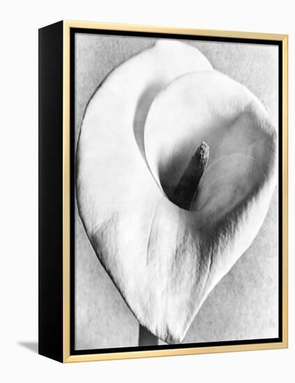 Calla Lily, Mexico City, 1925-Tina Modotti-Framed Premier Image Canvas