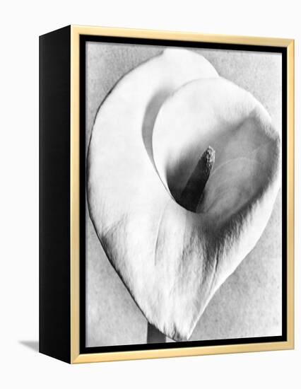 Calla Lily, Mexico City, 1925-Tina Modotti-Framed Premier Image Canvas