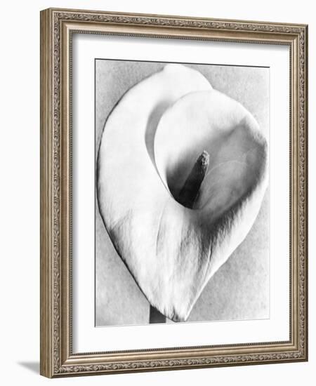 Calla Lily, Mexico City, 1925-Tina Modotti-Framed Giclee Print