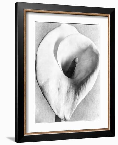 Calla Lily, Mexico City, 1925-Tina Modotti-Framed Giclee Print