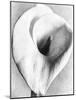 Calla Lily, Mexico City, 1925-Tina Modotti-Mounted Giclee Print