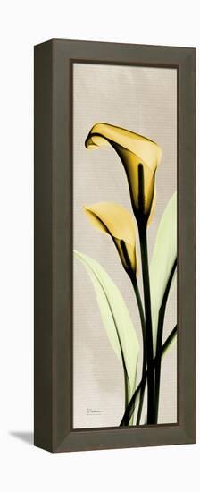 Calla Lily Moment-Albert Koetsier-Framed Stretched Canvas