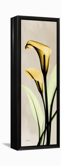 Calla Lily Moment-Albert Koetsier-Framed Stretched Canvas