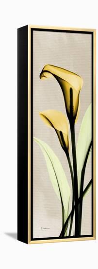 Calla Lily Moment-Albert Koetsier-Framed Stretched Canvas