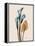 Calla Lily Moments-Albert Koetsier-Framed Stretched Canvas