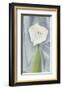 Calla Lily on Grey, 1928-Georgia O'Keeffe-Framed Art Print
