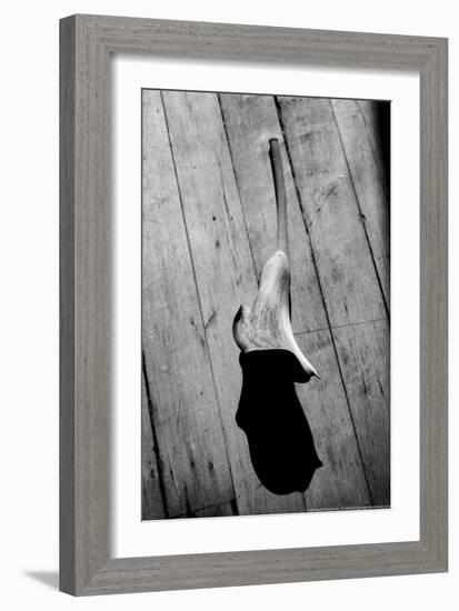 Calla Lily on Wooden Floor-null-Framed Photo