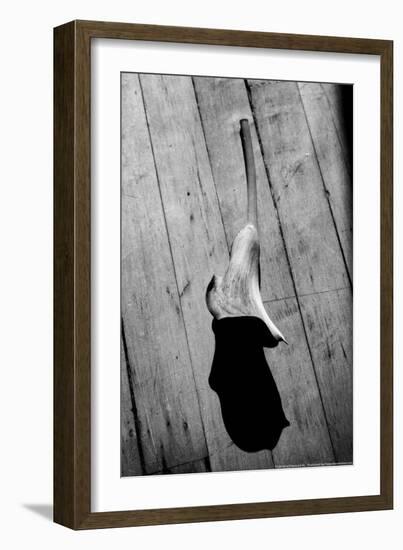 Calla Lily on Wooden Floor-null-Framed Photo