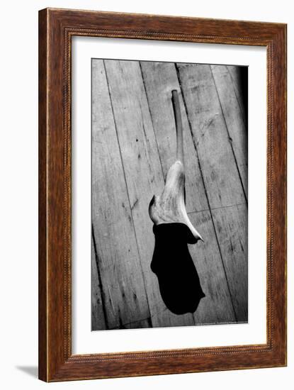 Calla Lily on Wooden Floor-null-Framed Photo