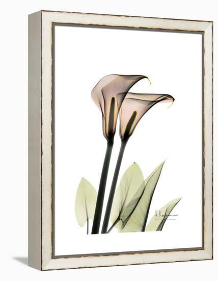 Calla Lily Portrait-Albert Koetsier-Framed Stretched Canvas