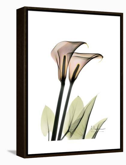 Calla Lily Portrait-Albert Koetsier-Framed Stretched Canvas