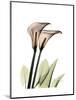 Calla Lily Portrait-Albert Koetsier-Mounted Art Print