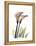 Calla Lily Portrait-Albert Koetsier-Framed Stretched Canvas