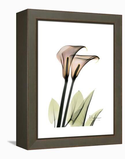 Calla Lily Portrait-Albert Koetsier-Framed Stretched Canvas