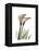 Calla Lily Portrait-Albert Koetsier-Framed Stretched Canvas