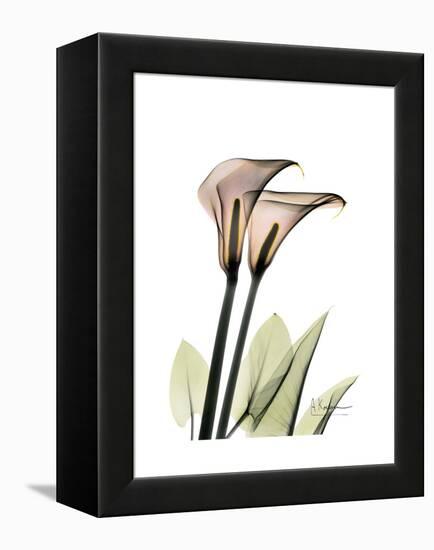 Calla Lily Portrait-Albert Koetsier-Framed Stretched Canvas