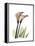 Calla Lily Portrait-Albert Koetsier-Framed Stretched Canvas