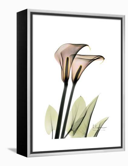 Calla Lily Portrait-Albert Koetsier-Framed Stretched Canvas