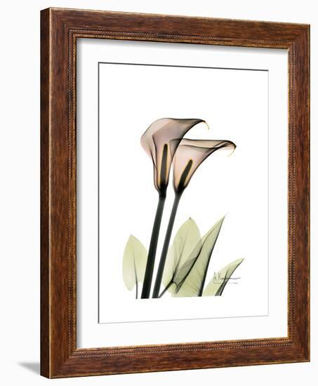 Calla Lily Portrait-Albert Koetsier-Framed Premium Giclee Print