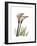 Calla Lily Portrait-Albert Koetsier-Framed Premium Giclee Print