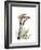 Calla Lily Portrait-Albert Koetsier-Framed Premium Giclee Print