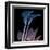 Calla Lily Purp and Black-Albert Koetsier-Framed Art Print