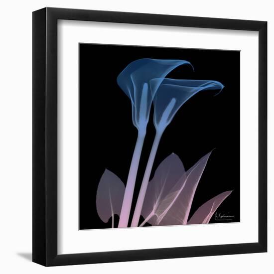 Calla Lily Purp and Black-Albert Koetsier-Framed Art Print