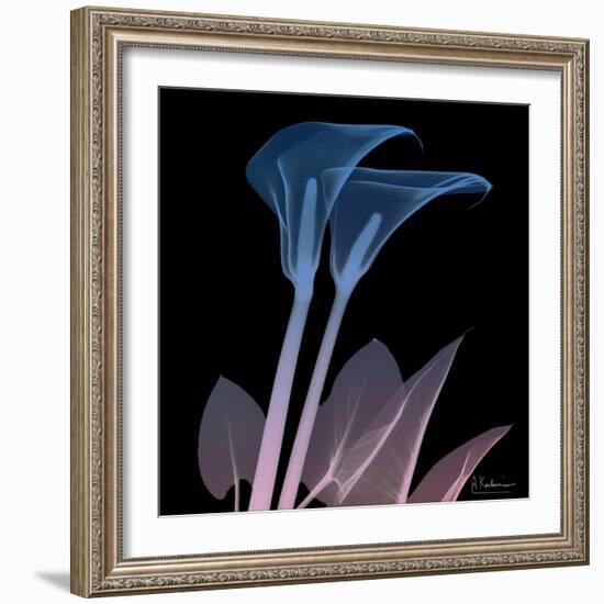 Calla Lily Purp and Black-Albert Koetsier-Framed Art Print