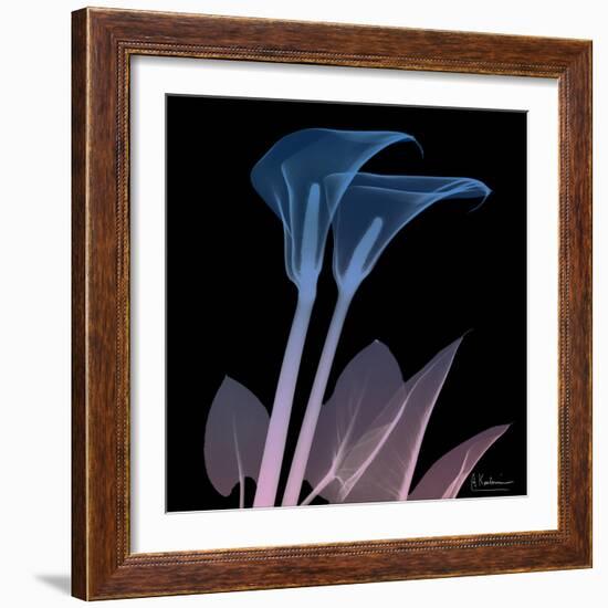 Calla Lily Purp and Black-Albert Koetsier-Framed Art Print