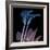 Calla Lily Purp and Black-Albert Koetsier-Framed Art Print