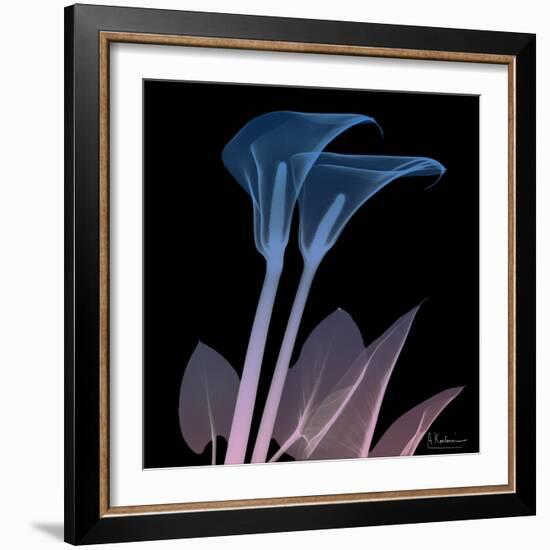 Calla Lily Purp and Black-Albert Koetsier-Framed Art Print