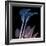 Calla Lily Purp and Black-Albert Koetsier-Framed Art Print