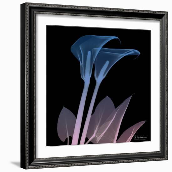 Calla Lily Purp and Black-Albert Koetsier-Framed Art Print