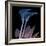 Calla Lily Purp and Black-Albert Koetsier-Framed Art Print