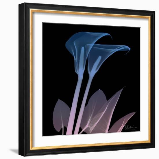 Calla Lily Purp and Black-Albert Koetsier-Framed Art Print