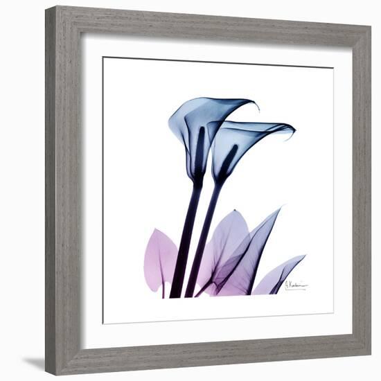 Calla Lily Purp-Albert Koetsier-Framed Art Print