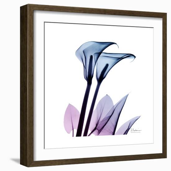 Calla Lily Purp-Albert Koetsier-Framed Art Print