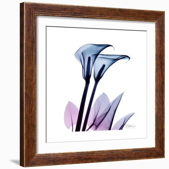 Calla Lily Purp-Albert Koetsier-Framed Art Print