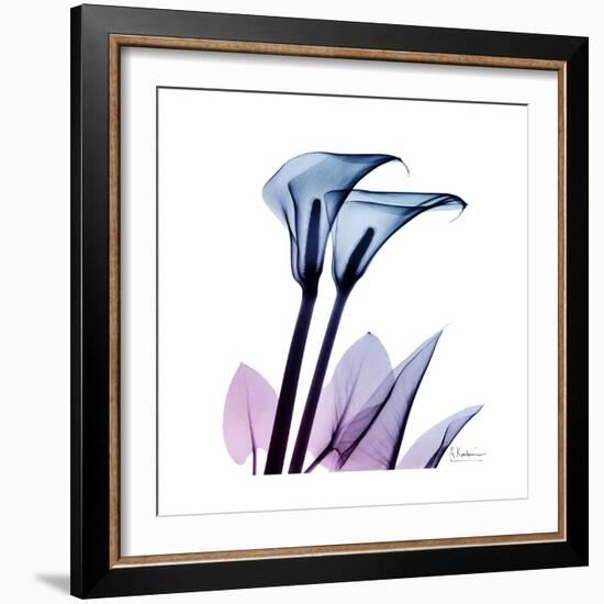 Calla Lily Purp-Albert Koetsier-Framed Art Print