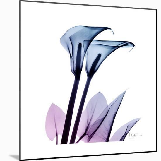 Calla Lily Purp-Albert Koetsier-Mounted Art Print