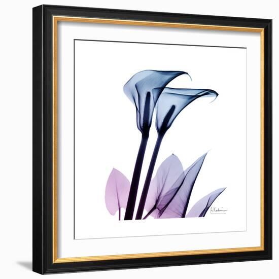 Calla Lily Purp-Albert Koetsier-Framed Art Print